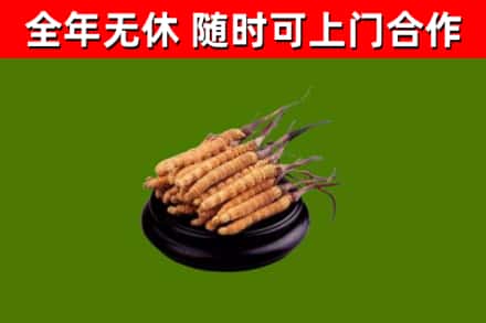 渭滨烟酒回收冬虫夏草.jpg